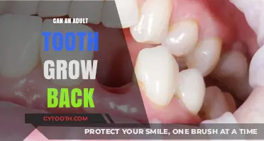 Can Adult Teeth Regenerate? Exploring the Science Behind Tooth Regrowth
