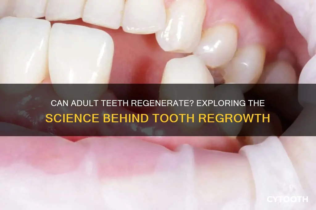 can an adult tooth grow back