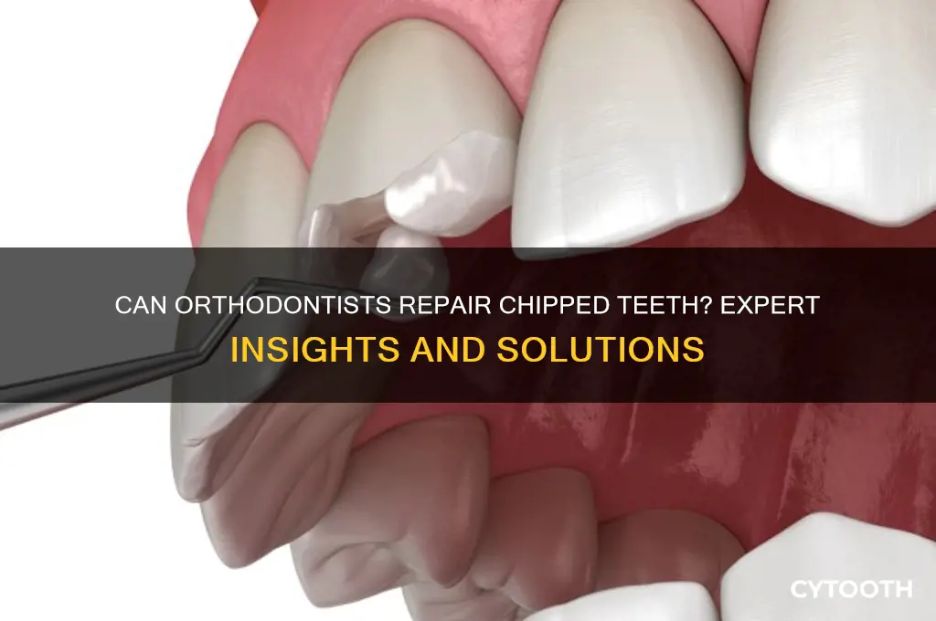 can an orthodontist fix a chipped tooth