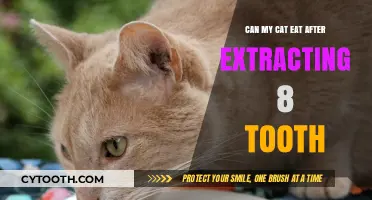 Post-Tooth Extraction Diet: What Can Your Cat Eat Safely?