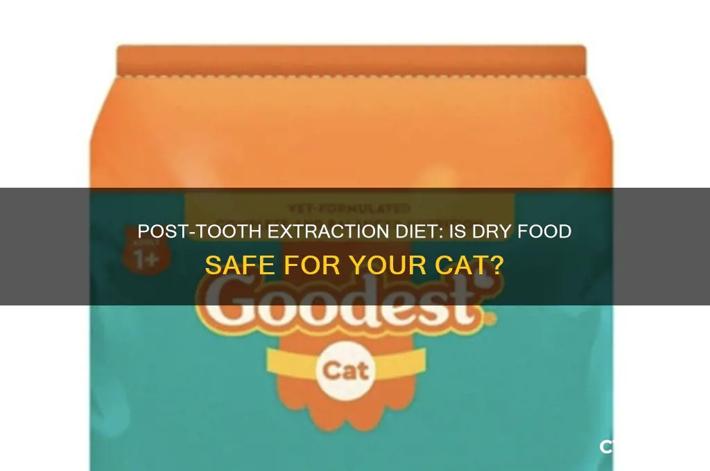 can my cat eat dry food after tooth extraction