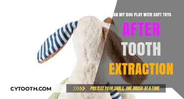 Soft Toys After Dog Tooth Extraction: Safe Playtime Tips