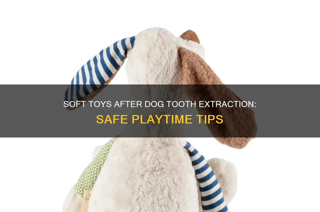 can my dog play with soft toys after tooth extraction