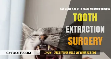 Heart Murmur and Dental Care: Is Tooth Extraction Safe for Senior Cats?