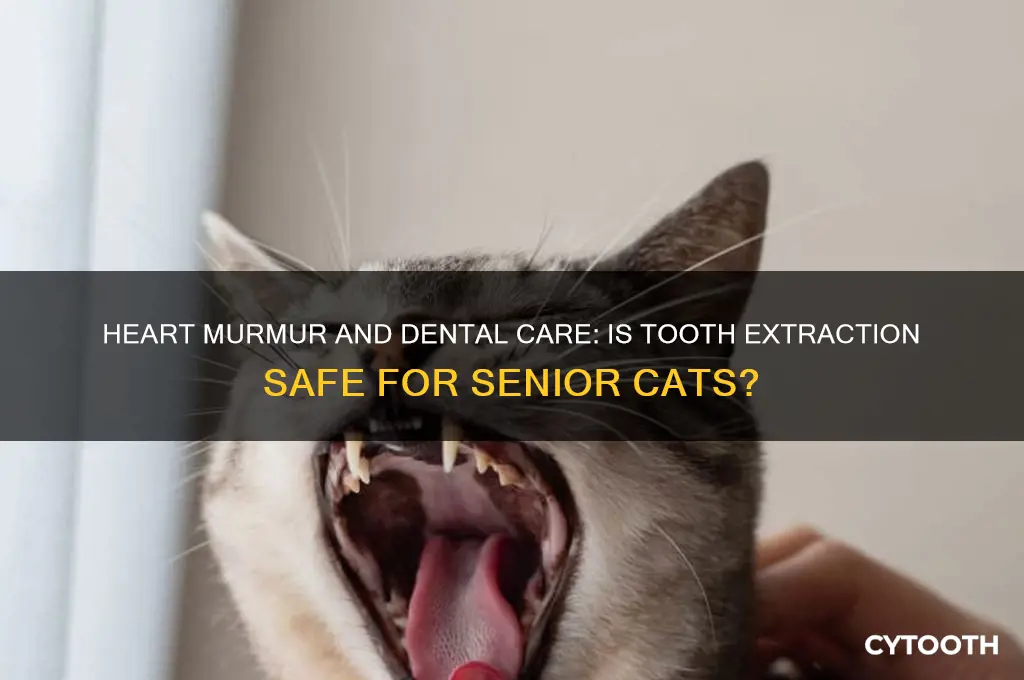can older cat with heart murmur undergo tooth extraction surgery