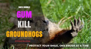 Can Bubble Gum Harm Groundhogs? Uncovering the Truth Behind the Myth