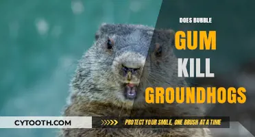 Can Bubble Gum Harm Groundhogs? Uncovering the Truth Behind the Myth