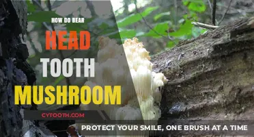 Exploring the Unique Characteristics of Bear Head Tooth Mushrooms