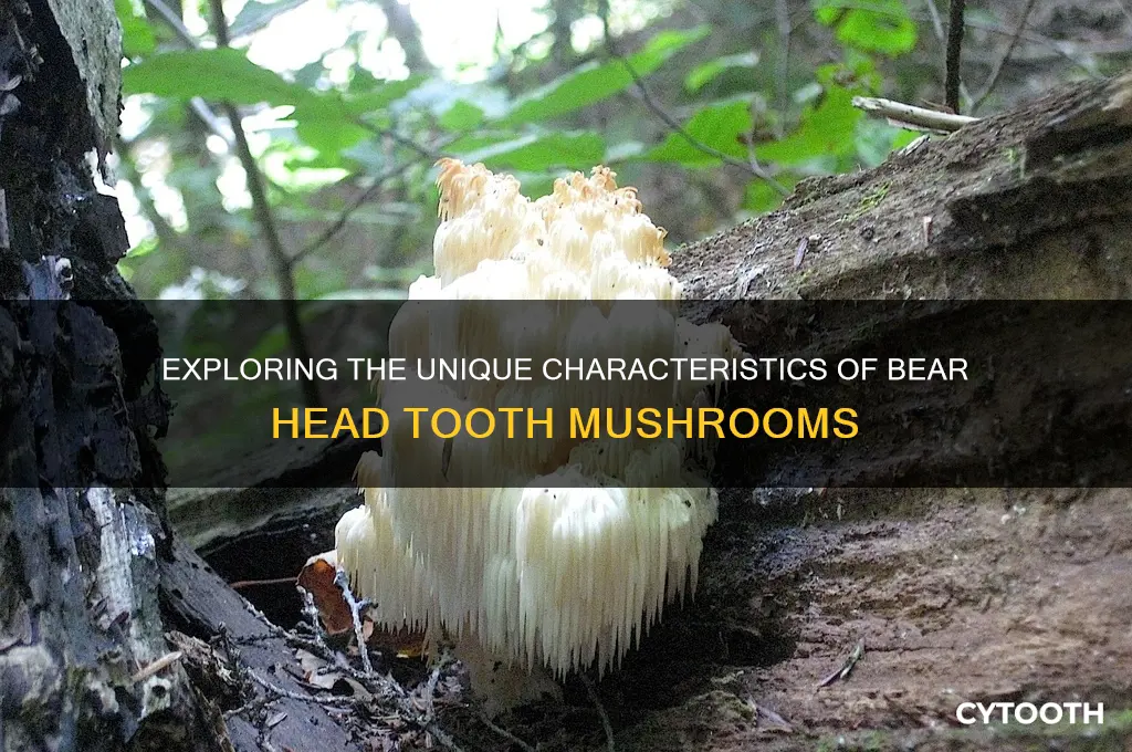 how do bear head tooth mushroom