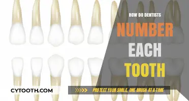 Understanding Dental Tooth Numbering: A Comprehensive Guide for Patients