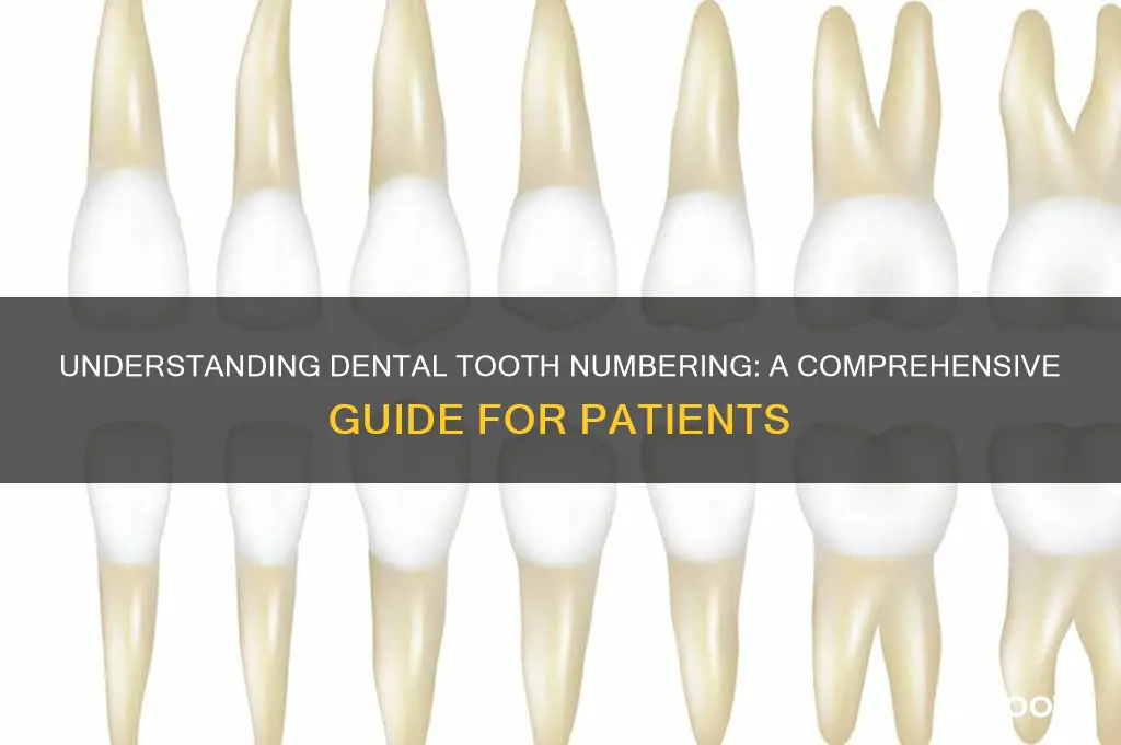 how do dentists number each tooth
