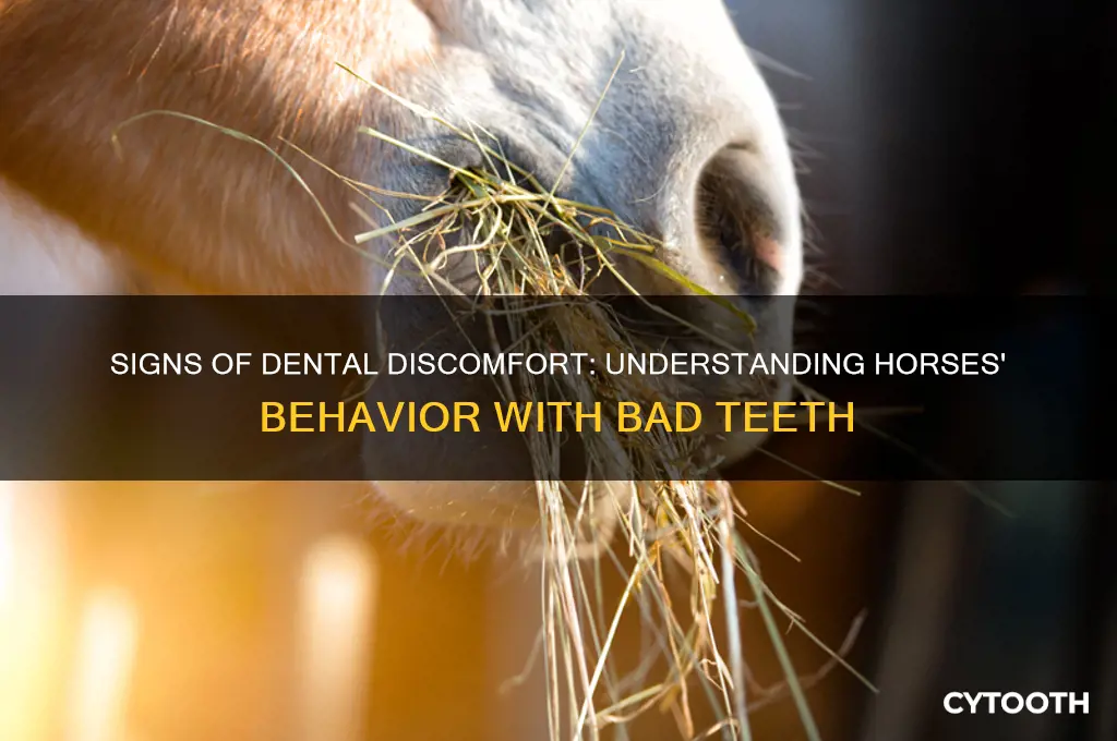 how do horses act if they have a bad tooth