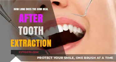 Healing Timeline: Gum Recovery After Tooth Extraction Explained