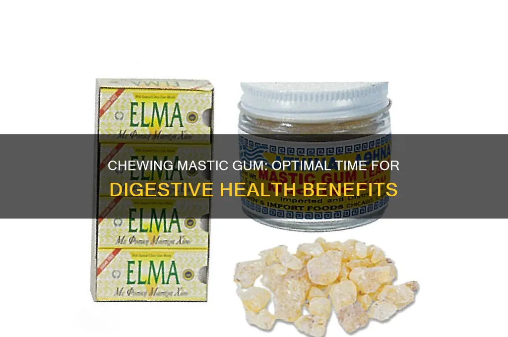 how long to chew mastic gum