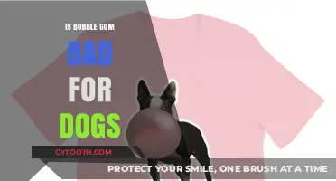 Is Bubble Gum Toxic to Dogs? Risks and Safety Tips