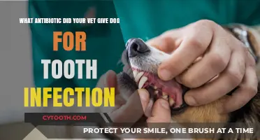Vet-Prescribed Antibiotics for Dog Tooth Infections: What You Need to Know
