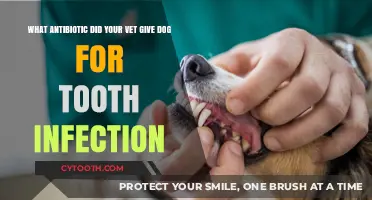 Vet-Prescribed Antibiotics for Your Dog's Tooth Infection: What to Expect