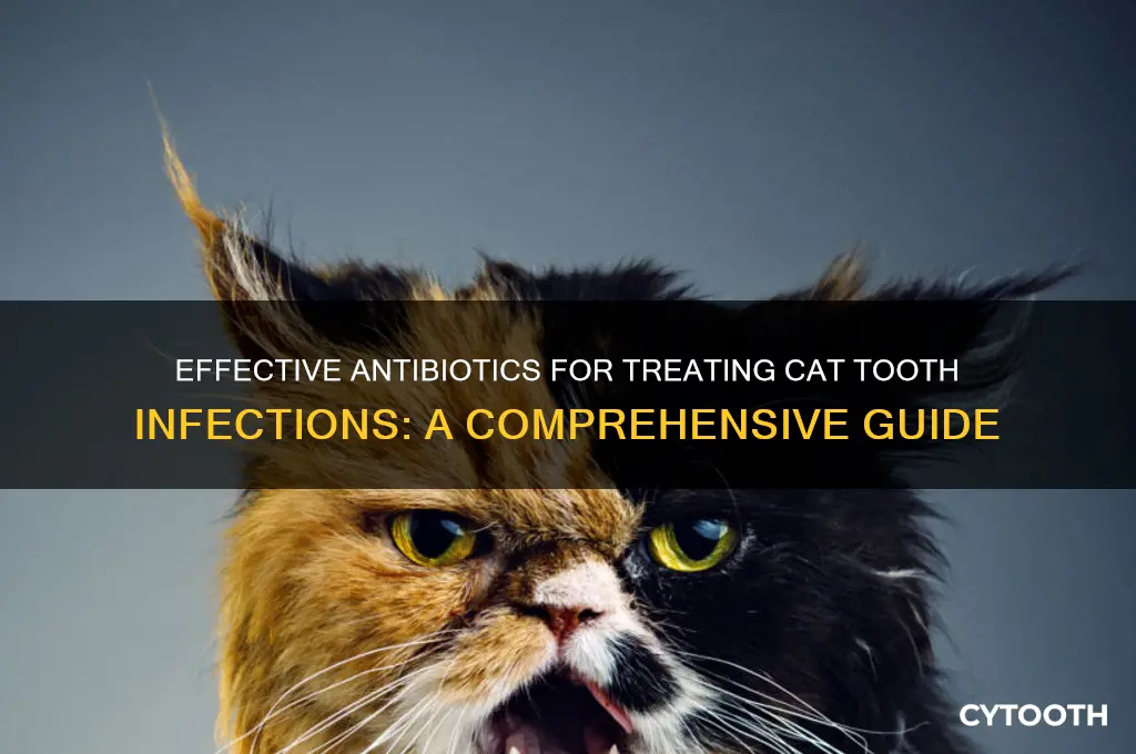 what antibiotic for cats tooth infection