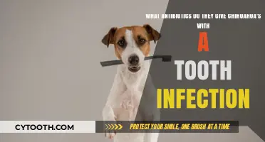 Treating Chihuahua Tooth Infections: Antibiotics Vets Commonly Prescribe
