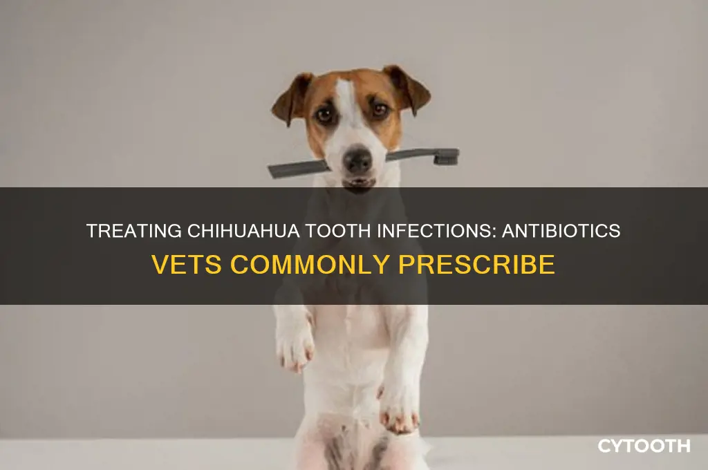 what antibiotics do they give chihuahua
