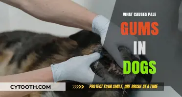 Pale Gums in Dogs: Causes, Concerns, and When to Seek Help