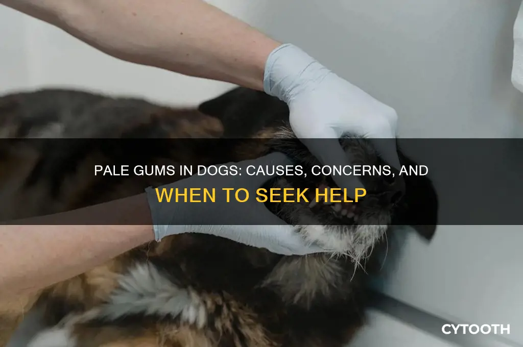 what causes pale gums in dogs