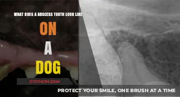 Identifying a Dog Tooth Abscess: Symptoms and Visual Signs
