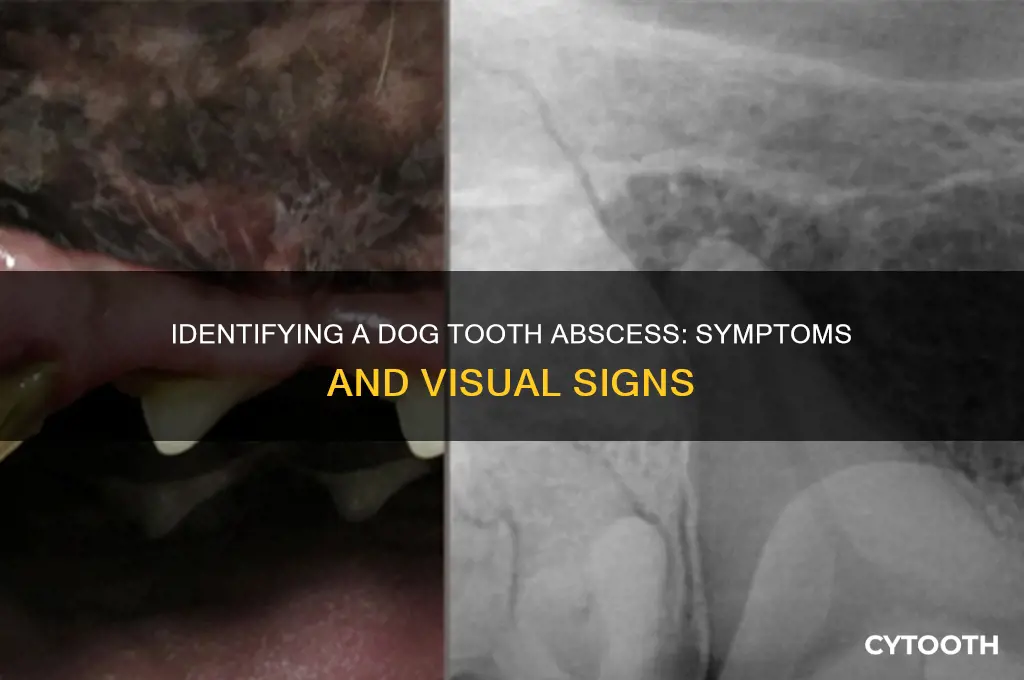 what does a abscess tooth look like on a dog