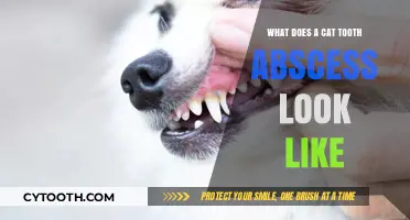 Identifying Cat Tooth Abscesses: Symptoms, Appearance, and Treatment Options