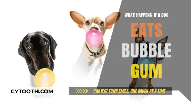Dog Ate Bubble Gum? Potential Dangers and Immediate Steps to Take