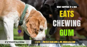 Chewing Gum Danger: What Happens When Dogs Ingest It?