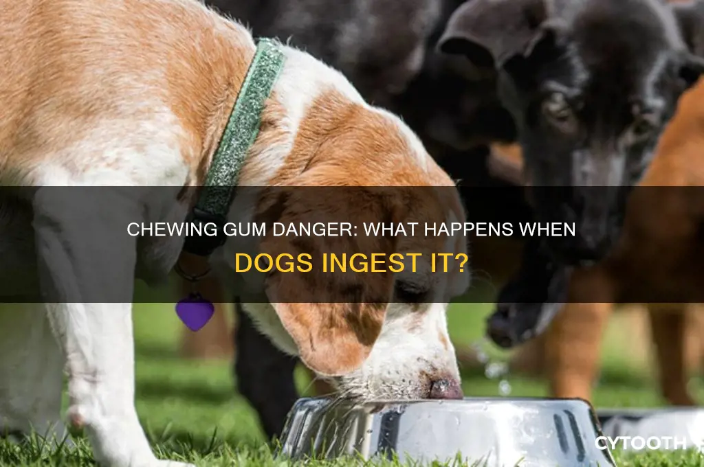 what happens if a dog eats chewing gum
