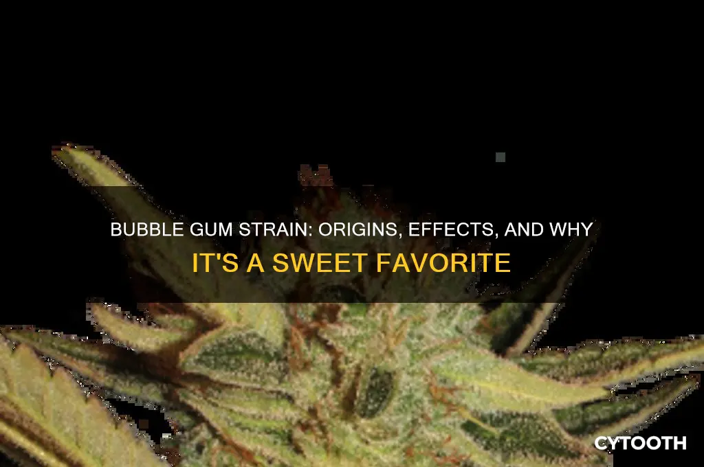 what strain is bubble gum