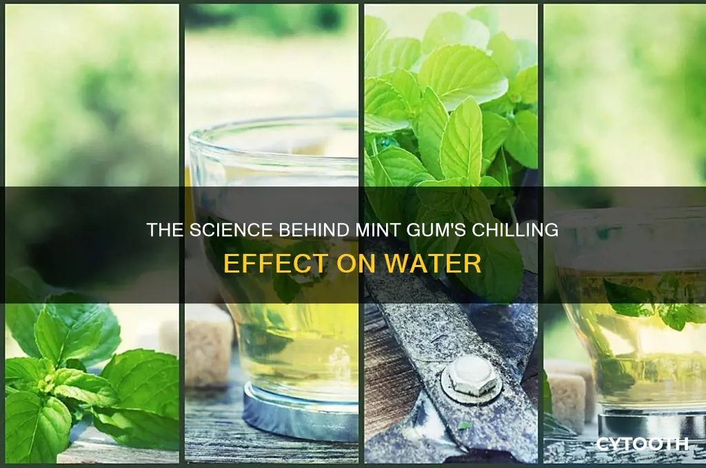 why does mint gum make water colder